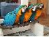 PoulaTo: μιλώντας scarlet παπαγάλος macaw για 200 €